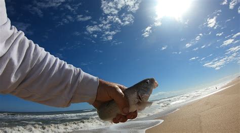 East coast sportfishing offers both inshore and offshore options. Florida East Coast Surf Fishing Blog : 🎣 Florida Fishing ...
