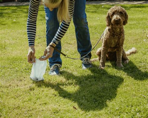 How Do I Pick Up My Dogs Poop