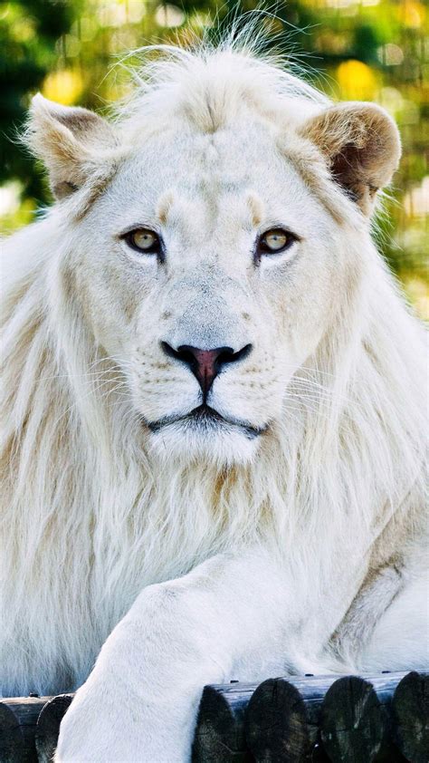 Top 160 White Lion Wallpaper 4k