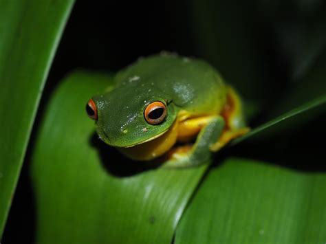 Rainforest Biodiversity 5 Easy Species Part 5 Reptiles And Amphibians