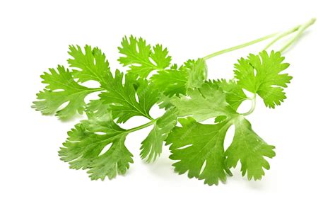 Premium Photo Bunch Of Coriander Leaves Isolated On White Surface