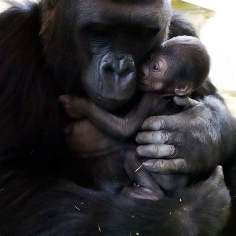 Seattles New Baby Gorilla Must See Photos Of Precious Bond Seattle