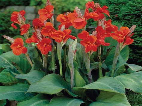Canna Flower Nature Nursery Central Indias Biggest Nursery In Indore