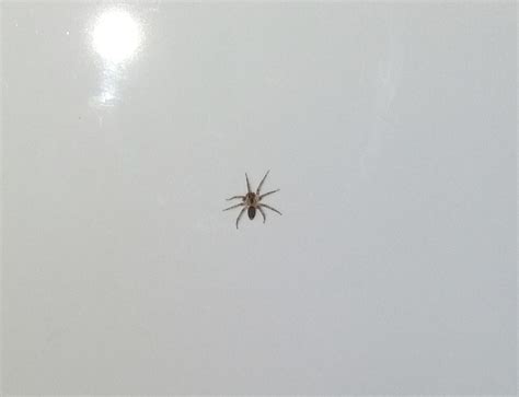 Baby Spiders In House What Is This We Have Hundreds Of These Around