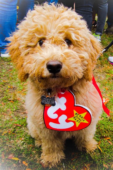 48 Funny Dog Halloween Costumes Cute Ideas For Pet Costumes