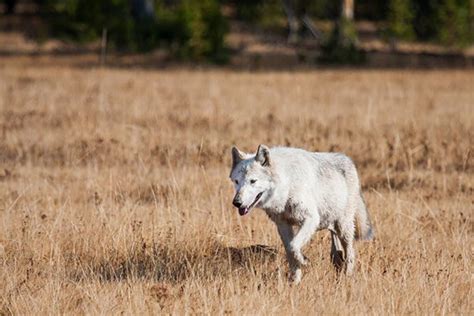 Wolves Return To California But For How Long Animal Stories Wolf