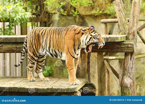 Roaring Dangerous Tiger In Zoo Editorial Stock Photo Image Of Teeth