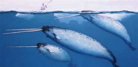 Narwhals Real Narwhal Weird Animals Narwhal Real