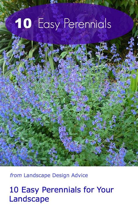 Easy To Grow Flowers Low Maintenance Perennials Easy To Grow