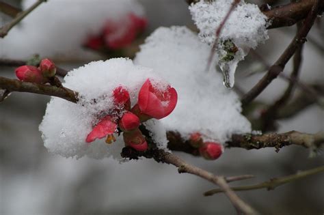 Flower Snow Winter Free Photo On Pixabay Pixabay