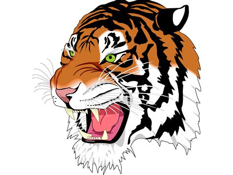 Tiger Png Image Free Download Tigers Transparent Image Download Size