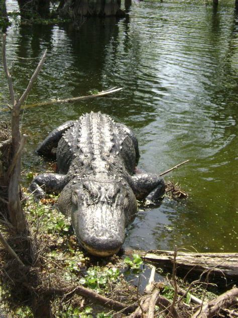 Louisiana Swamp Tours Louisiana Swamp Tour With Alligators