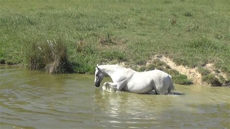 Horses Play In Water Hot Summer Day Run From Camera March 2016 Youtube