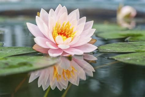Lotus Flower Meaning And Significance All Over The World Spiritual Ray