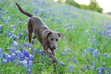 Blue Lacy History Temperament Care Training Feeding And Pictures