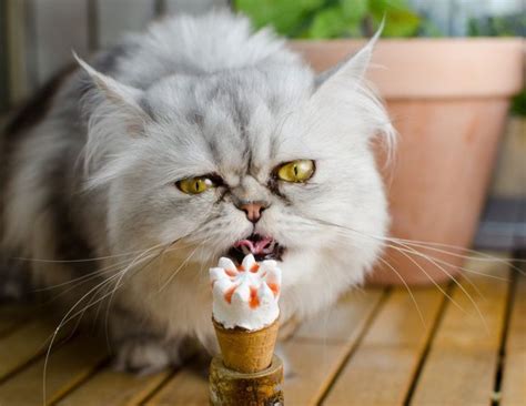 Namun dari karakter namanya saja bisa dibilang nama ini. 100+ Nama Kucing Jantan, Betina, Lucu, Bagus, Anti ...