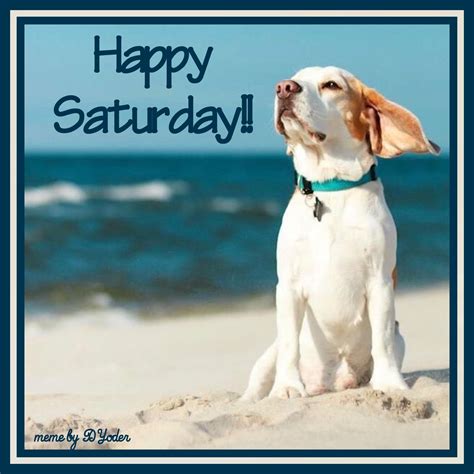 Happy Saturday Dog On The Beach Good Morning Happy Saturday Happy