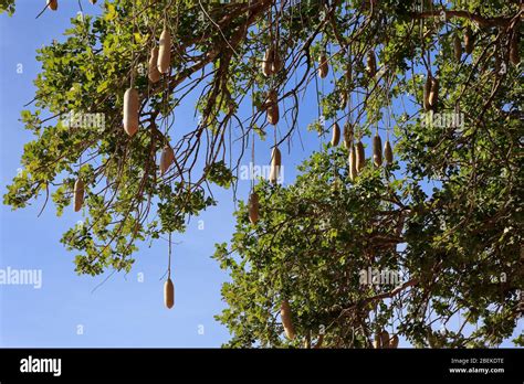 Sausage Tree Kigelia With Pods Stock Photo Alamy