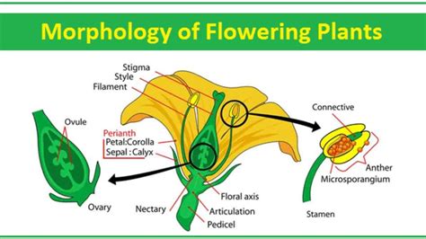 Morphology And Inflorescence Class 11th Youtube