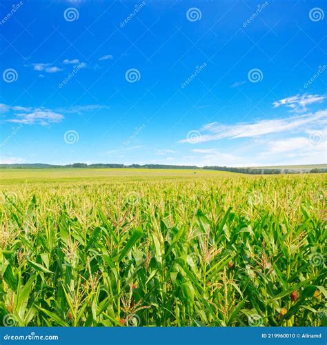 Corn Field And Blue Sky Stock Photo Image Of Farming 219960010