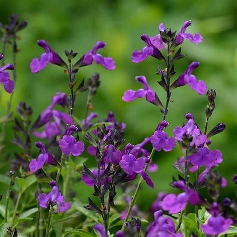Salvia Greggii ‘deep Purple Mirage Lambley Nursery