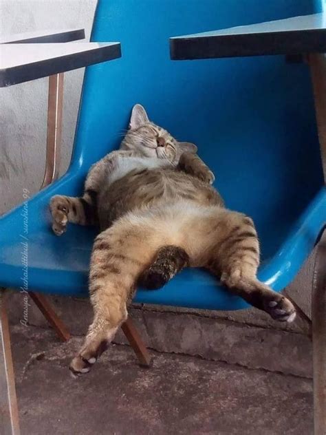 50 Funny Cats Sleeping In Weird Positions And Places Lazy Pet Owner