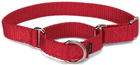 All You Need To Know About The Types Of Dog Collars Nigerian Health Blog