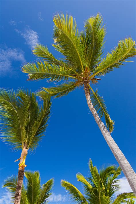 Tropical Palm Tree Free Stock Photo - Public Domain Pictures