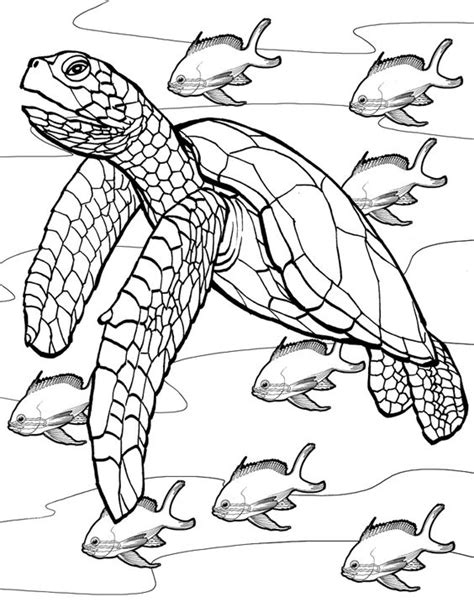 Realistic Turtle Drawing at GetDrawings | Free download