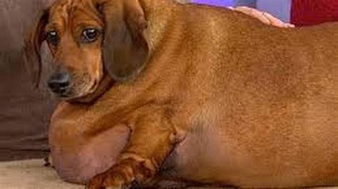 Fat Dog Shouldnt Eat Recommended Serving Size On Package Vet Says