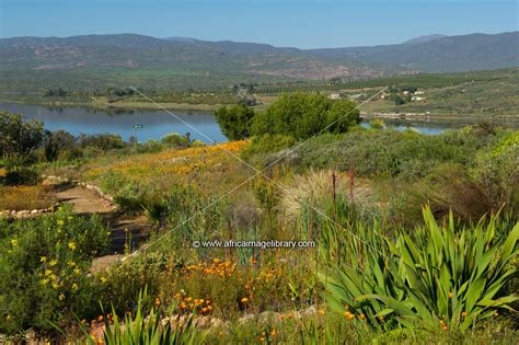 Photos And Pictures Of Ramskop Wildflower Garden At Clanwilliam Dam