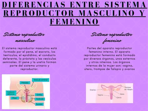 Diferencia Entre El Sistema Reproductor Masculino Y Femenino Images