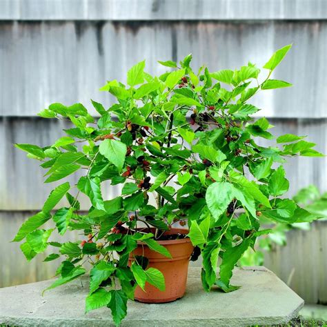Maybe you would like to learn more about one of these? 9 Types of Indoor Fruit Trees You Can Grow in Your Living ...