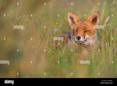 Summer Fox Hi Res Stock Photography And Images Alamy