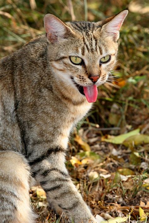 African Wildcat - Google Search | Smaller Wild Cats | African wild cat