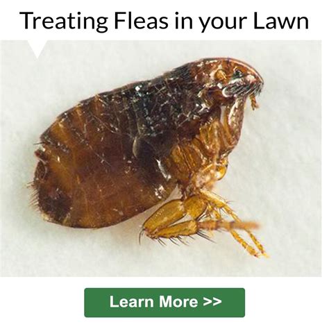How To Kill Grass Fleas Pest Phobia