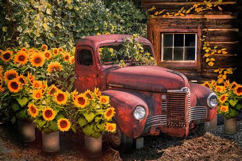 The Sunset Sunflower Farm Photograph By Debra And Dave Vanderlaan