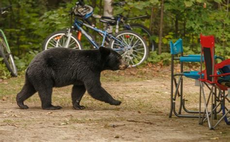 Rvs And Bears Safe Camping In Bear Country