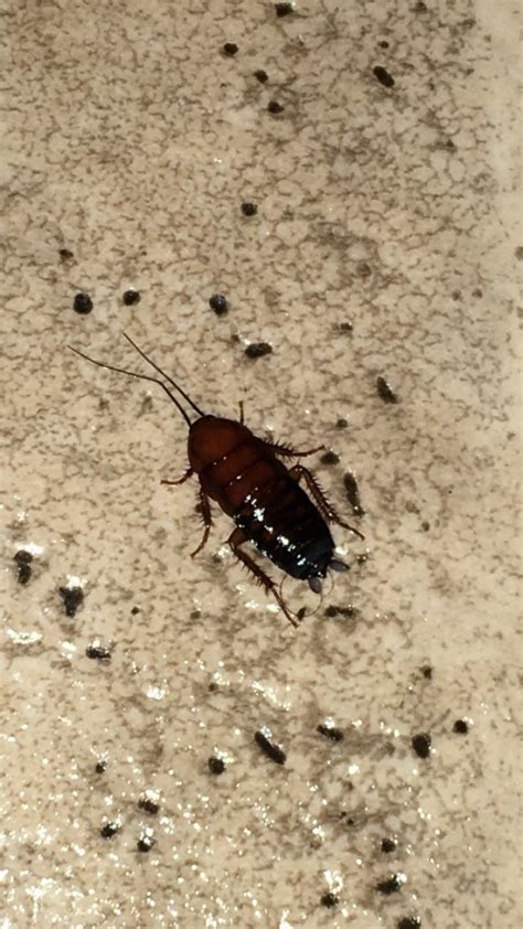 How do you get rid of water bugs in the kitchen? Identifying Bugs in the Kitchen | ThriftyFun