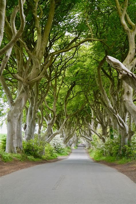 Pathway Between Trees Ireland The Dark Hedges Beech Trees Mystical