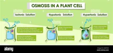 Diagram Showing Osmosis In Plant Cell Illustration Stock Vector Image