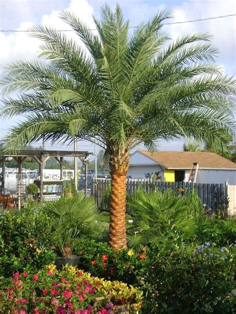 Palm Species Vary Greatly In Their Tolerance To Cold Some Species