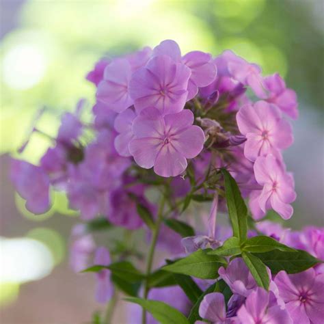 Use Fragrant Plants For A Breathtaking Garden My Chicago Botanic Garden