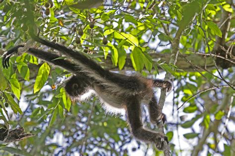 Bz10c50d0932a Spider Monkey At Tikal National Park Guat Flickr