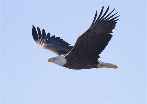 Flying Eagle Free Stock Photo Public Domain Pictures
