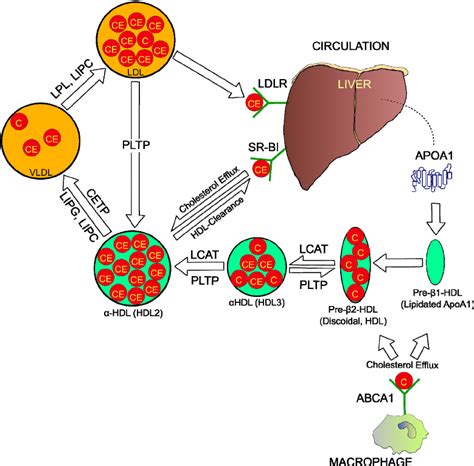 Reverse Cholesterol Transport Pathway Arrows Are Indicative Of