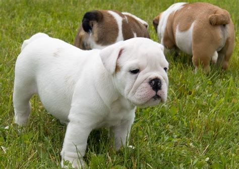 English Bulldog Puppies For Sale New York Ny 161541