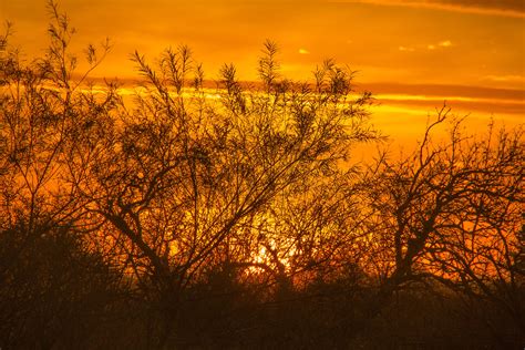 Free Images Tree Nature Branch Plant Sunrise Sunset Field