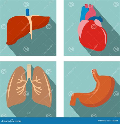 Set Of Organs Lungs Liver Heart Stomach Stock Illustration