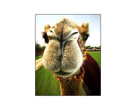 Treat your jewelry as your nextsources of ap. 14 Camel Innovations